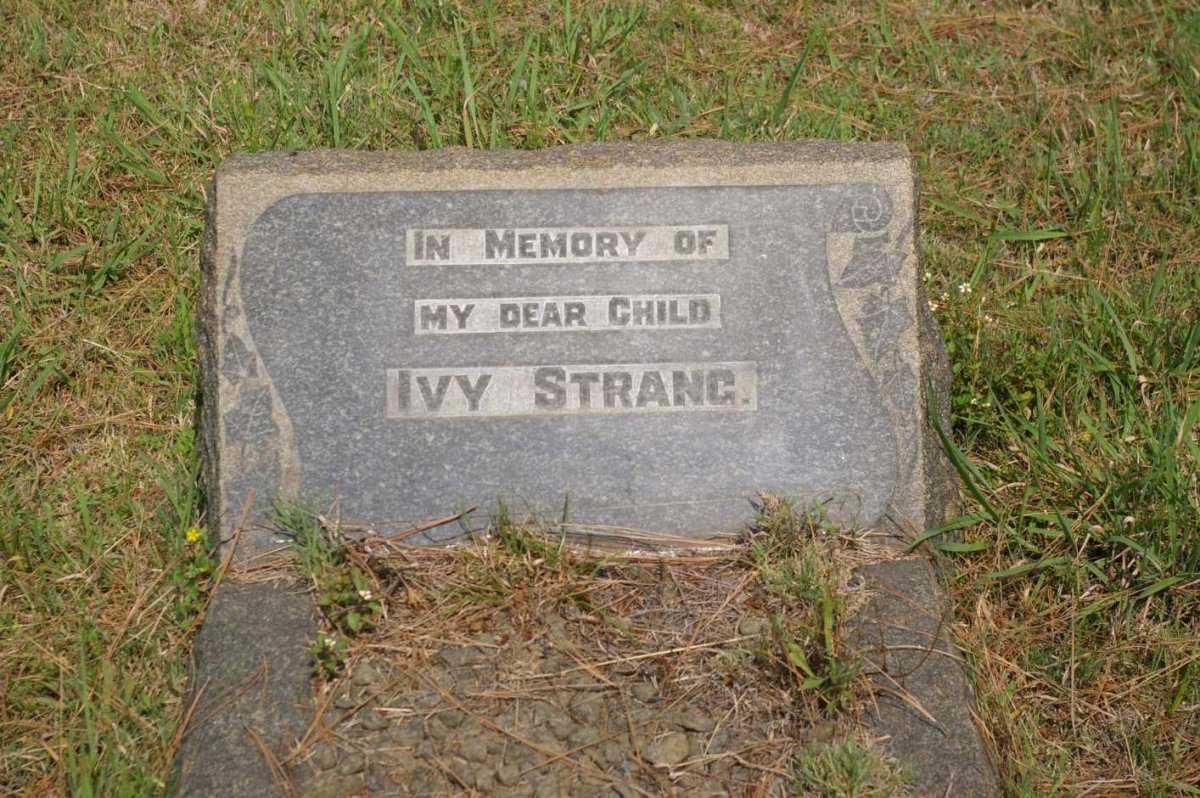 STRANG Ivy