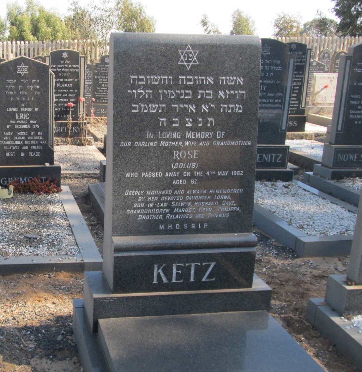 KETZ Rose nee GOLUB -1982