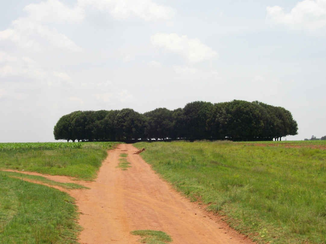 02. The road to Palmietkuil cemetery
